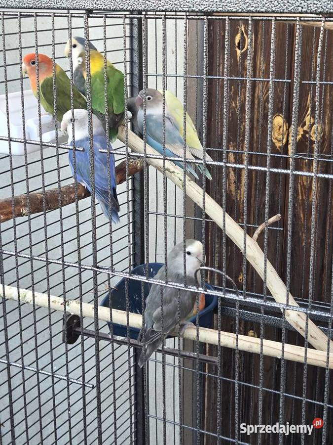 Nierozłączki z klatką Pionki