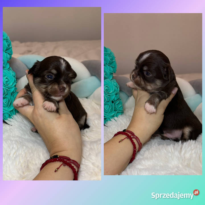 Chihuahua piesek długowłosy tricolor czekoladowy łódzkie Bełchatów