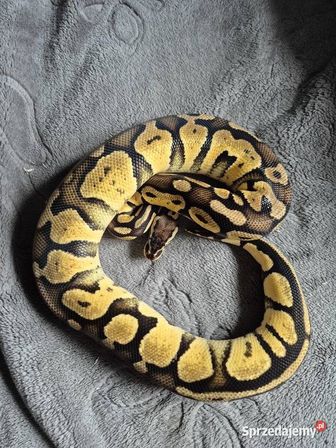 Python regius Starachowice