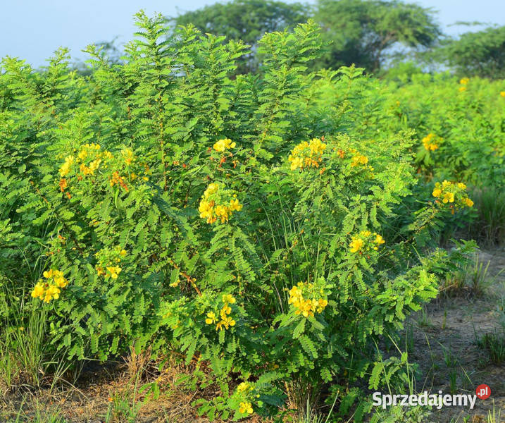 CASSIA AURICULATA Cassia auriculata NASIONA 100g Lubanie