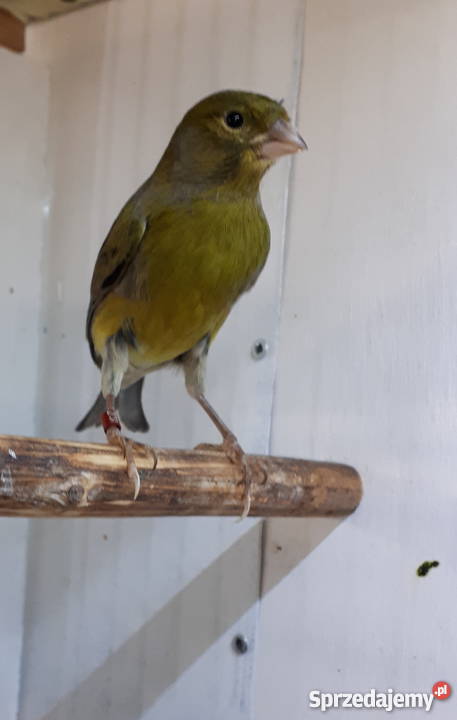 Kanarek kanarki timbrador Nasielsk sprzedam