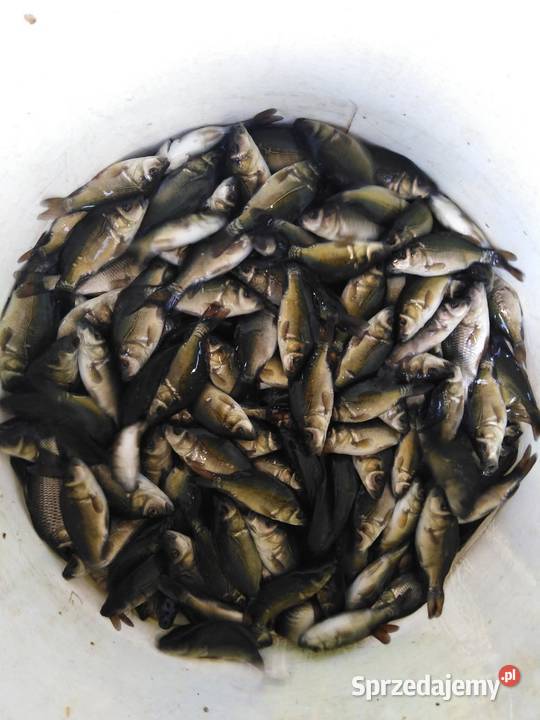 Ryby narybek Karpia karp Lin Karaś koi złoty Kleczew sprzedam