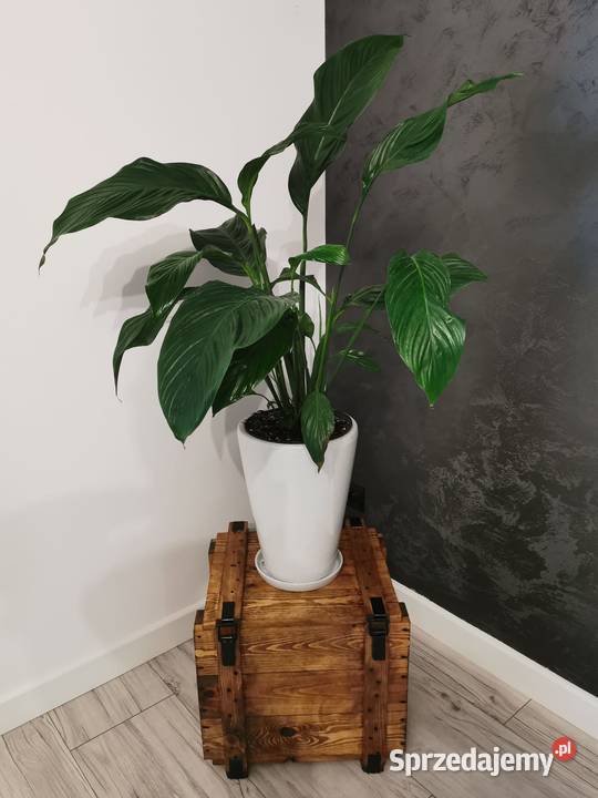 Skrzynia drewniana oszlifowana lakierowana Tczew sprzedam