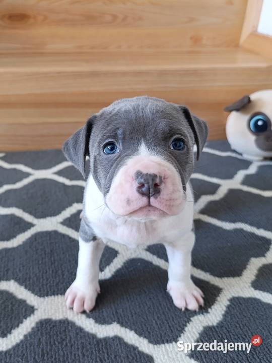 Amstaff błękitne szczenięta Płock sprzedam