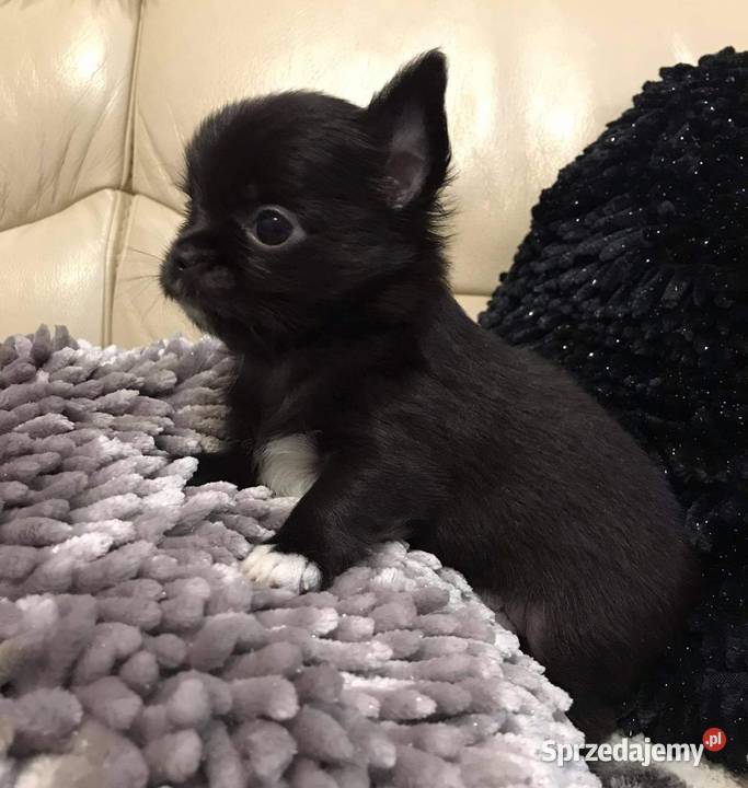Piesek chihuahua długowłosy z rodowodem ZKwP FCI Chihuahua Radzymin