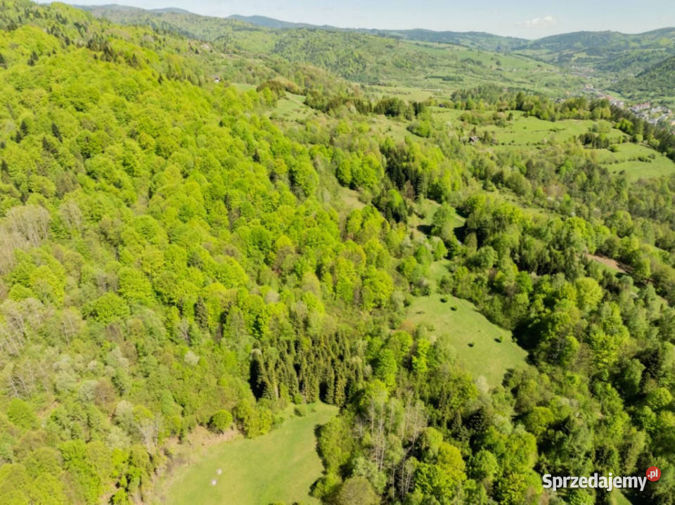 Działka z własnym lasem i południowym słońcem w Szczawnica sprzedam