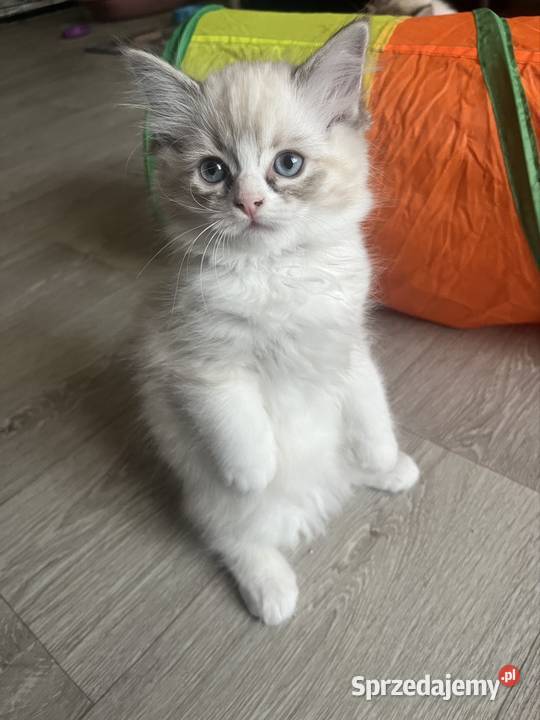 Kotki ragdoll Bielsko-Biała