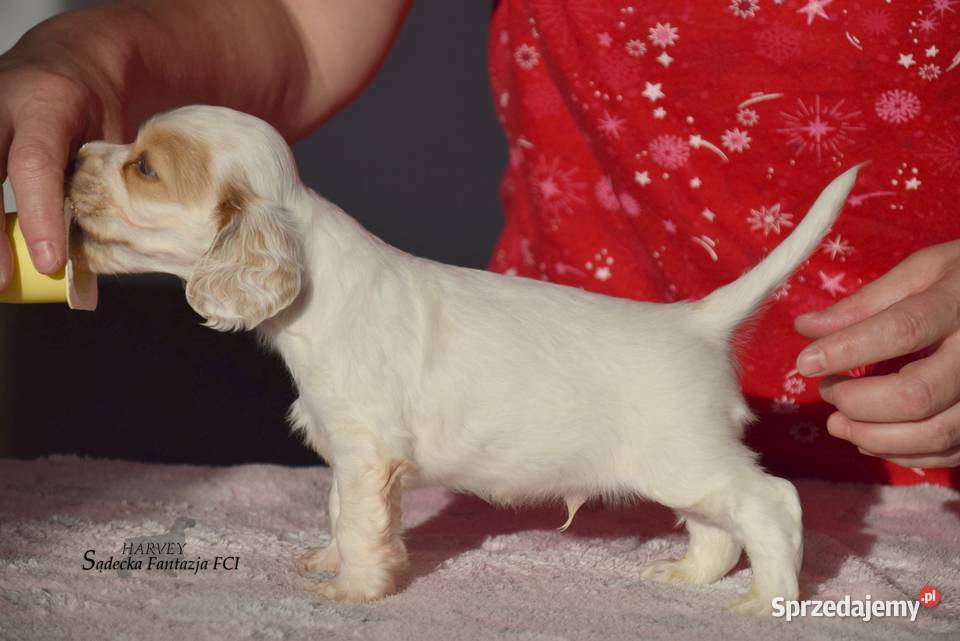 Cocker Spaniel AngielskiPiesek o Imieniu HARVEY Nowy Sącz