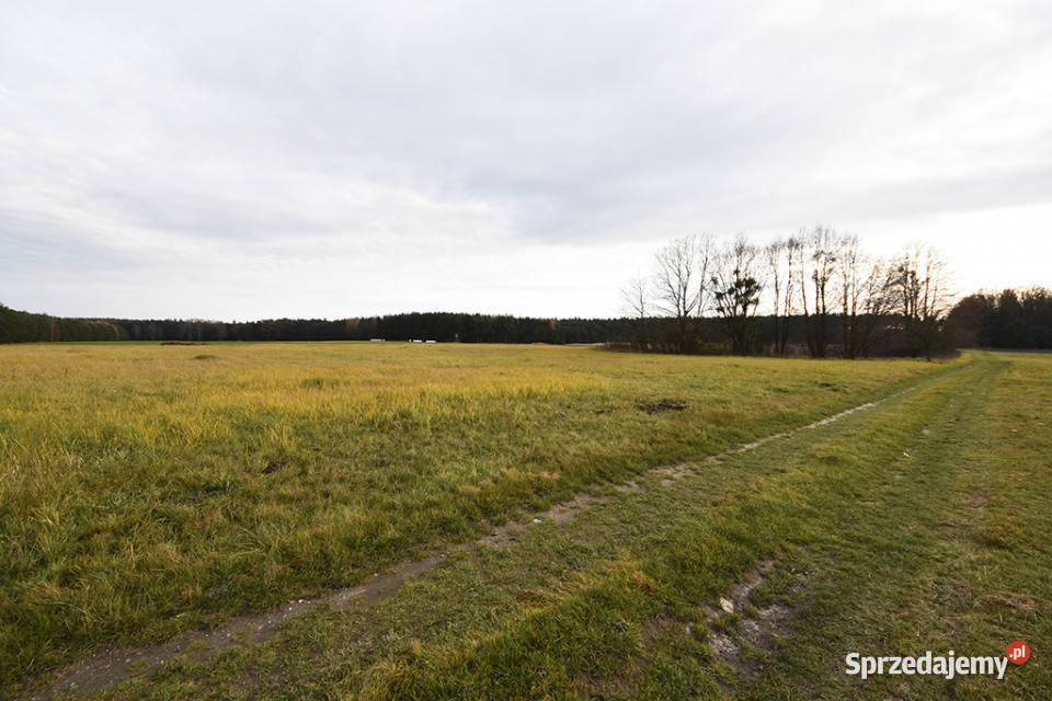 Malownicza działka 122 ha lesie Radawie