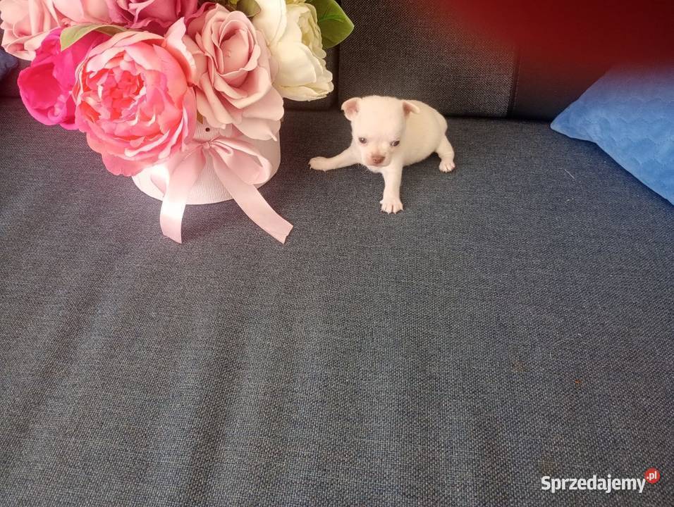 Chihuahua minimini suczki z rodowodem Opole
