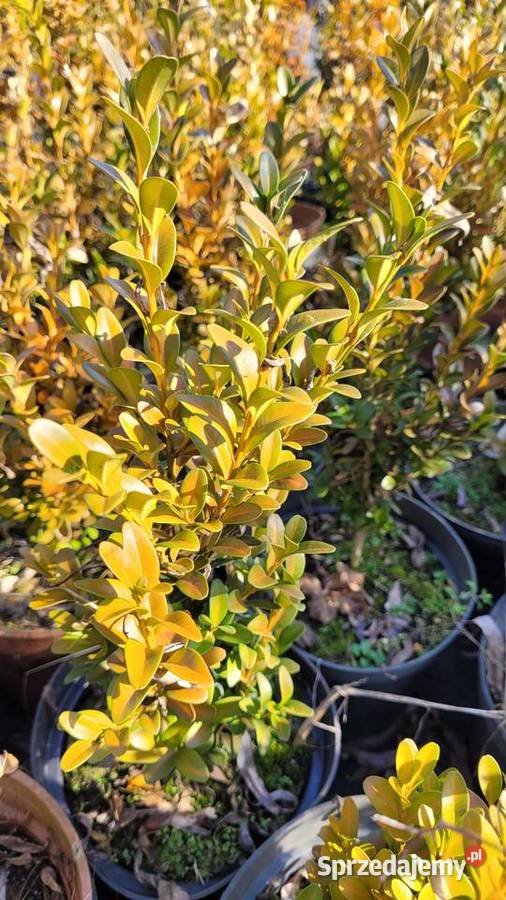 Bukszpan wieczniezielony gryszpan wielkopolskie Pogorzela