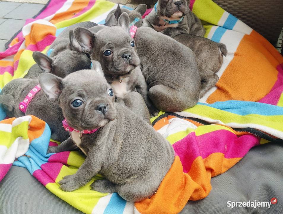 Piesek suczka Buldog francuski niebieski BLUE Padew Narodowa