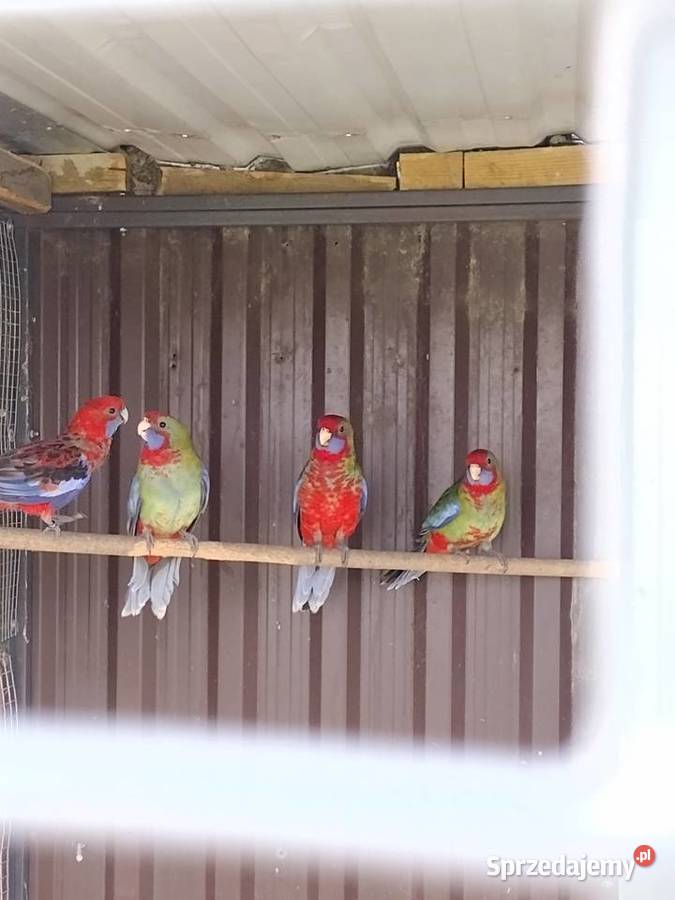 Rozelle królewskie Kalisz