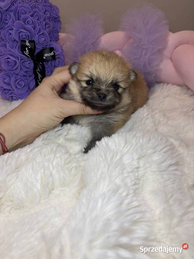 Suczka szpic miniaturowy pomeranian Orange Bełchatów