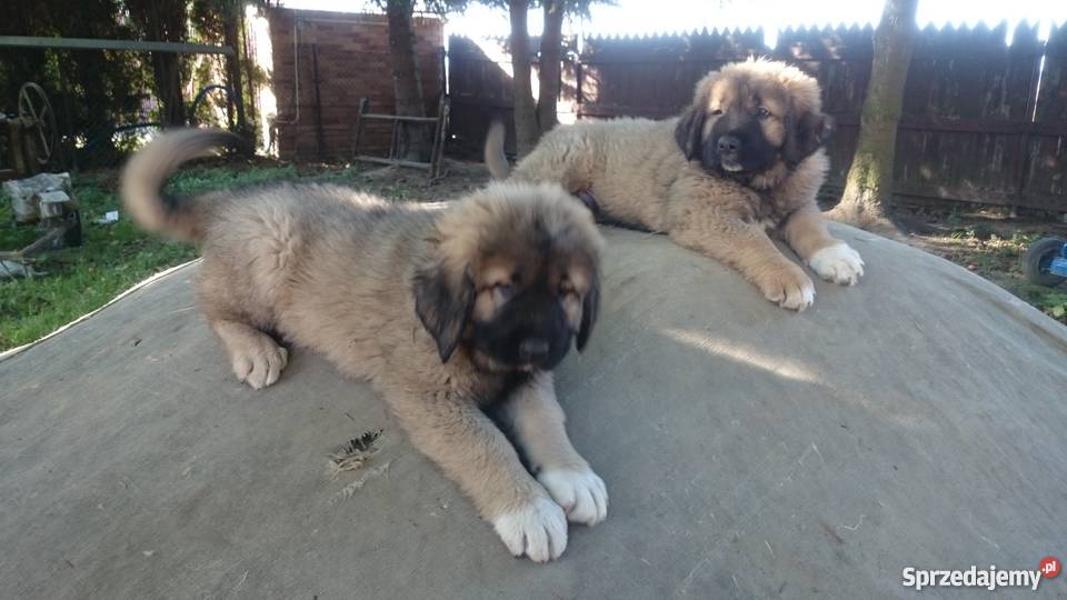 Owczarek kaukaskikaukaz Lublin