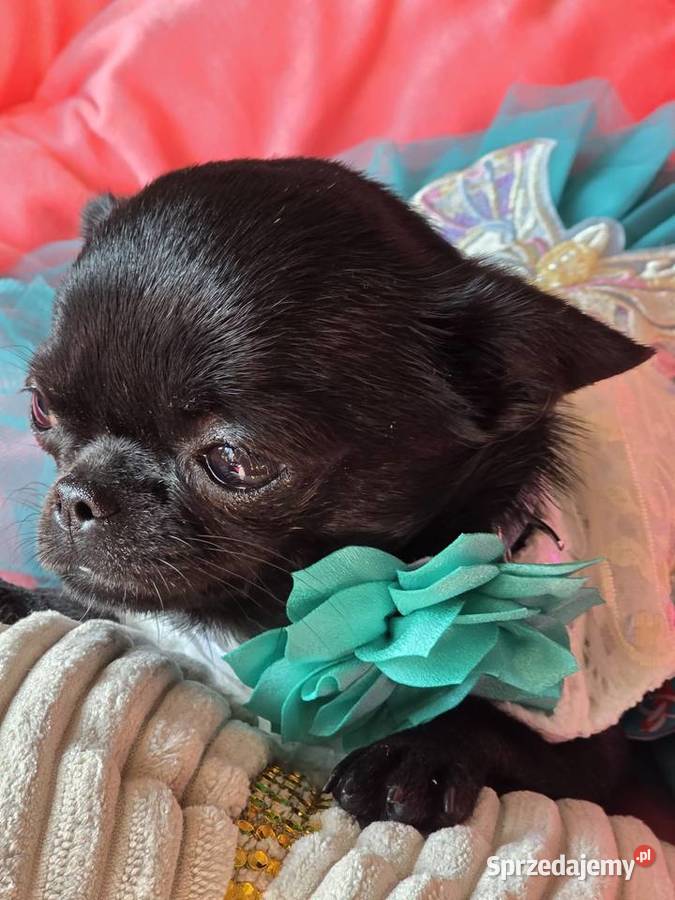 Chihuahua XS Mini Chihuahua śląskie Bielsko-Biała