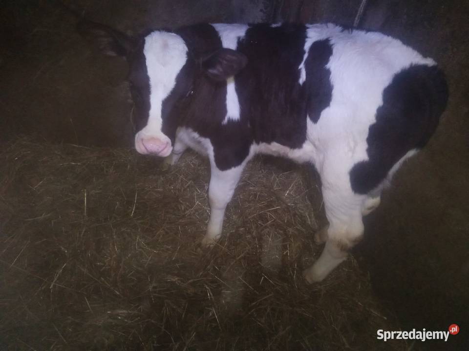 Cielaki z likwidacji gospodarstwa Słotwiny