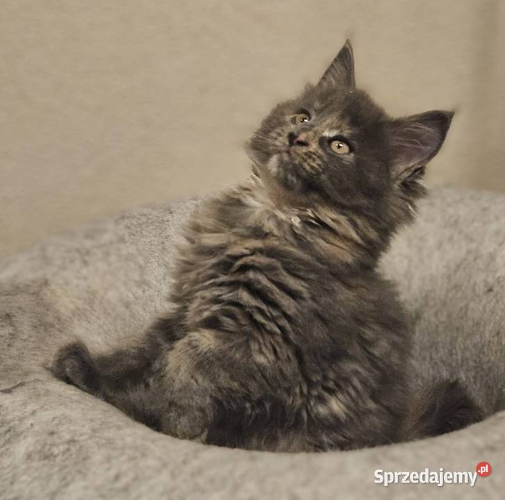 Niebieska Szylkretka Kotka Maine Coon FPL Maine Coon