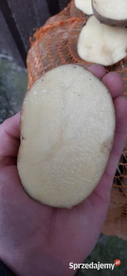 sprzedam ziemniaki podlaskie Łomża