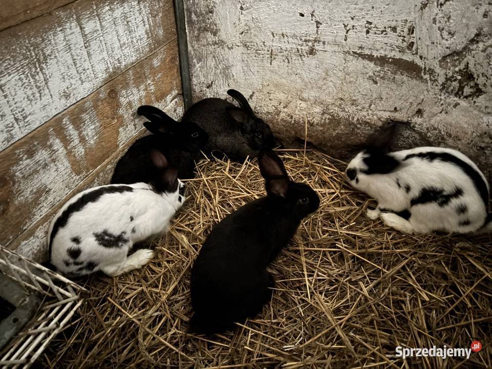 Olbrzymy Srokacze samce szczepione Wieluń