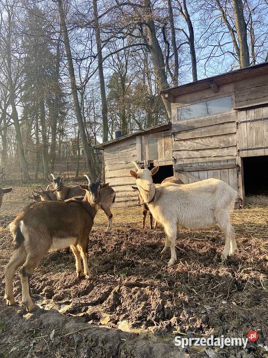 Sprzedam 9 młodych kóz Lubanie