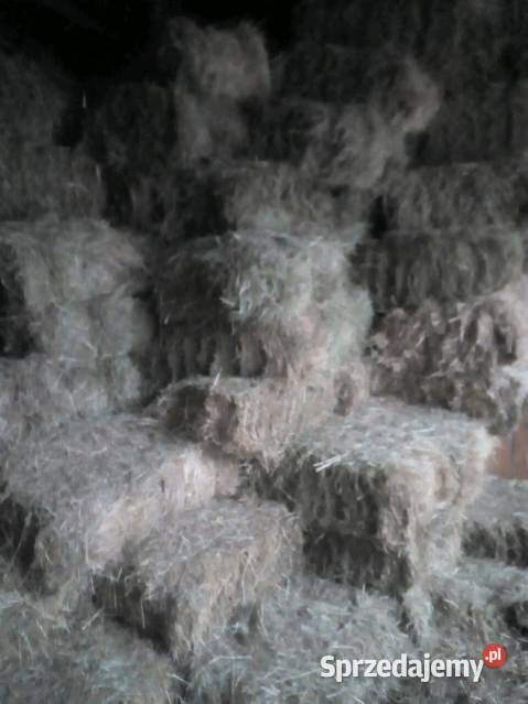 Sprzedam kostki siana Nowa Słupia