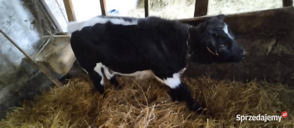 Cielaki dwie sztuki Tuczna