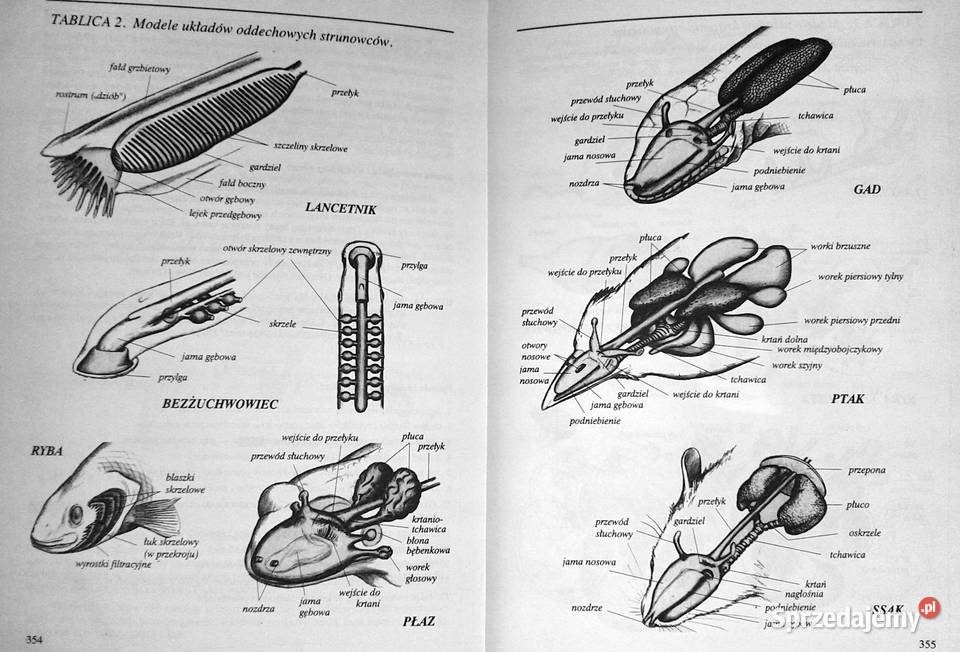 Biologia kl 2 Waldemar Lewiński miękka Książki i Podręczniki Chełm