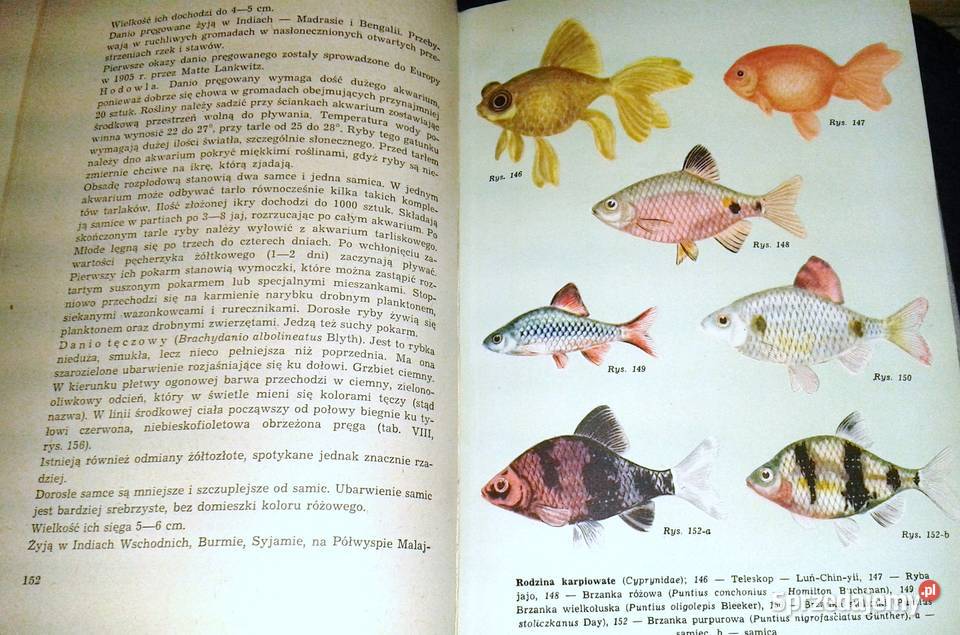 Akwarium A Taborski J Landowski K Gabryś Chełm sprzedam