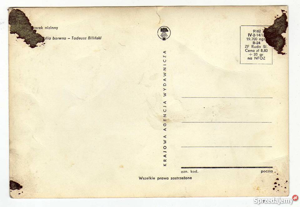 ZWIERZĘTA PIES OWCZAREK NIZINNY POCZTÓWKA sprzedam