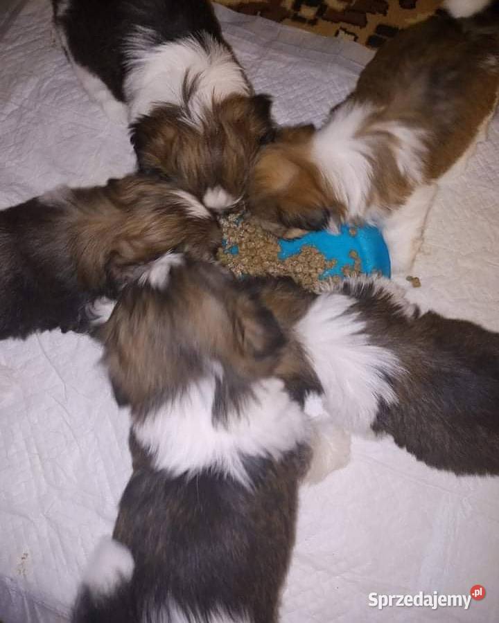 Szczeniaki shih tzu tricolor z rodowodem Łaś-Toczyłowo