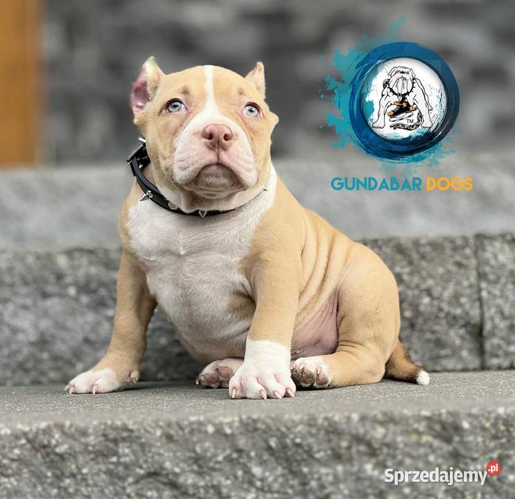 American Bully piesek ABKC Koło