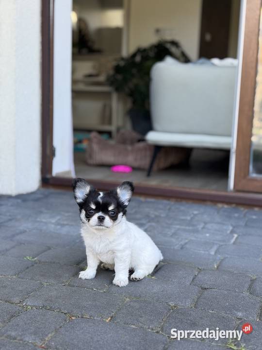 Chihuahua długowłosa ZKwP FCI Chihuahua Mysłowice