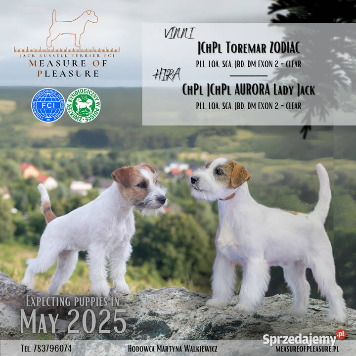 Szczenięta szorstkowłose maj 2025 ZKwP FCI Warszawa