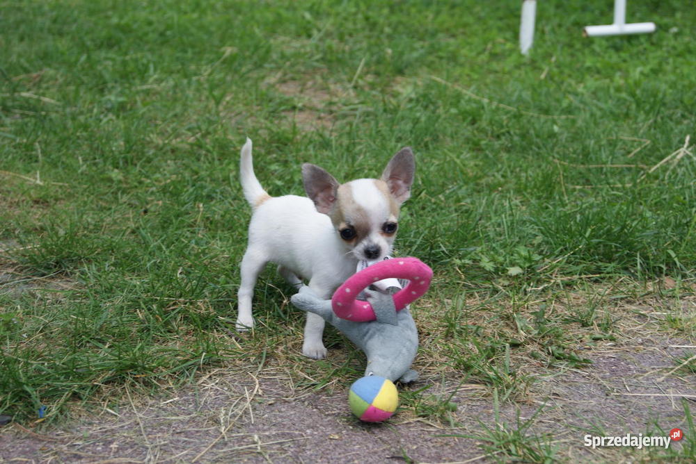 Chihuahua piesek biały w łatki z rodowodem