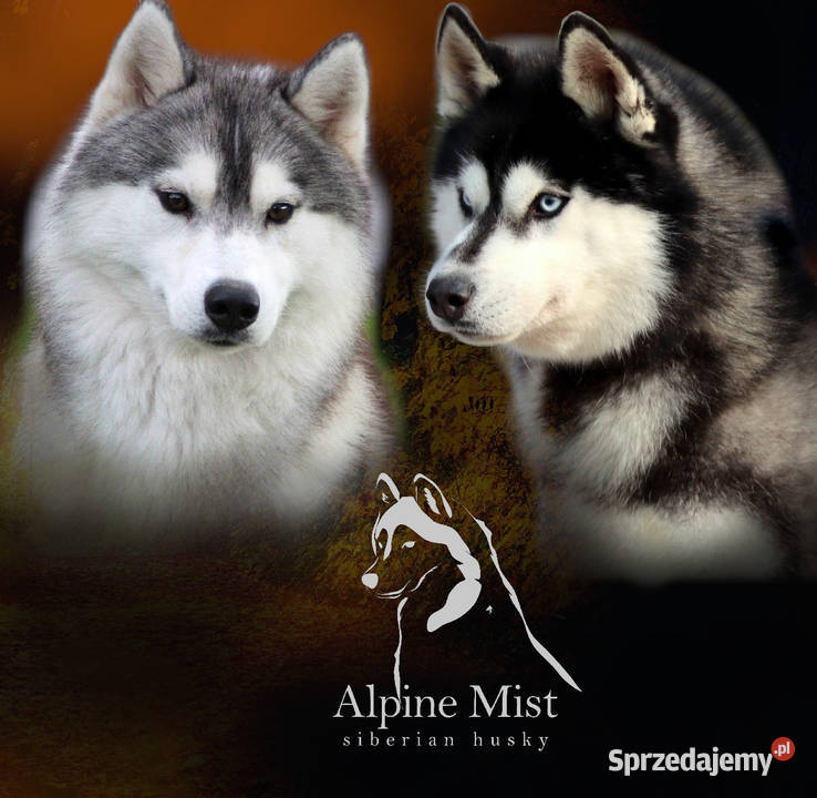 Szczeniak Siberian Husky ZKwPFCI