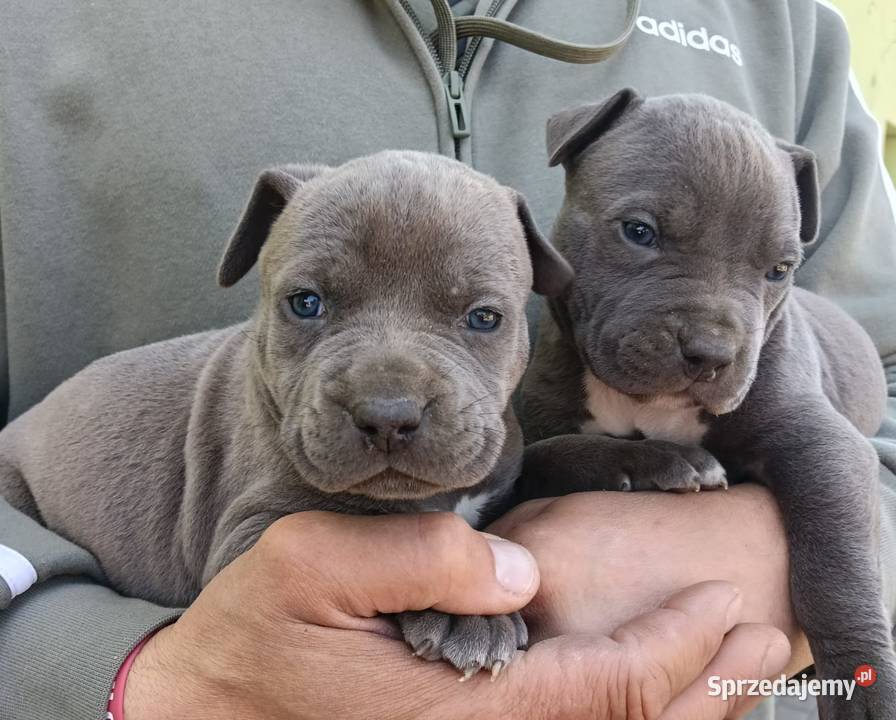 Piękne szczenięta American Staffordshire Terrier
