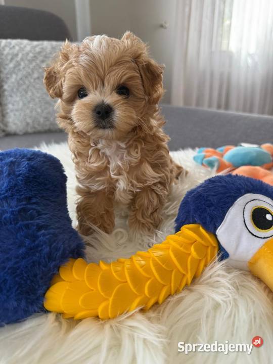 Maltipoo xxs pieski Lipsko