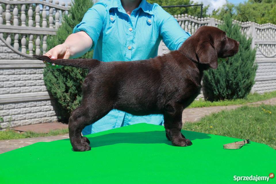 Czekoladowe szczenięta labrador retriever w