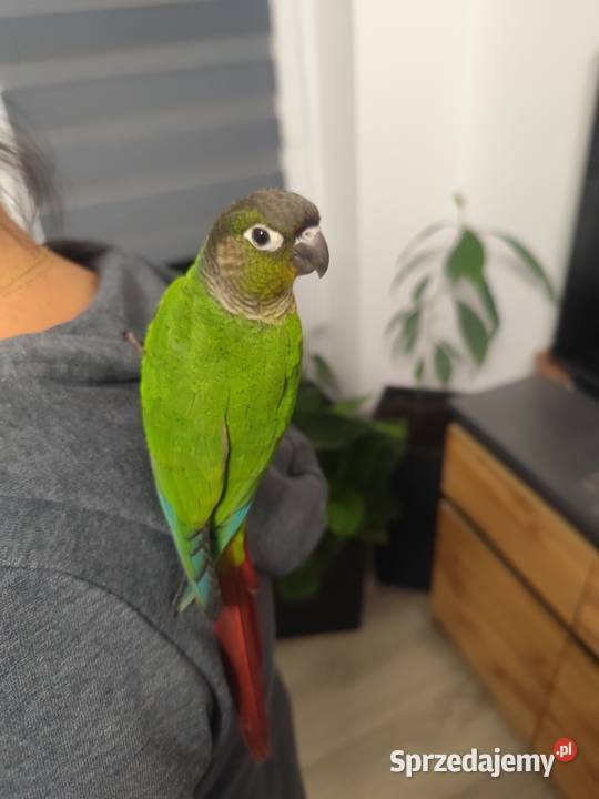 Ręcznie karmione Rudosrerka zielonolica