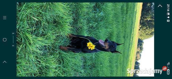 Doberman Typ Amerykański lekki Wyjątkowy samiec Konin