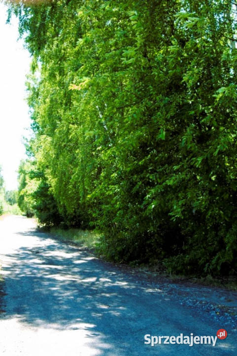 7810m2działka bud 4965m22845m2LAS Kania Góra