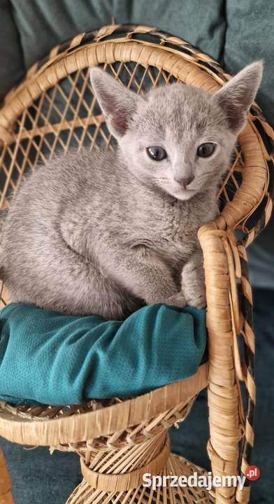 Kot rosyjski niebieski Kraków
