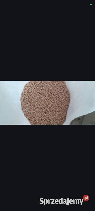 Groszek batuta centrali lubelskie Bereżnica