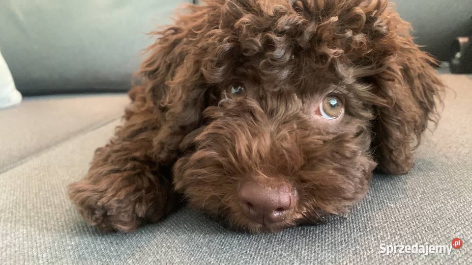 Lagotto Romagnolo pies na trufle DOGOTERAPIA Szczecin
