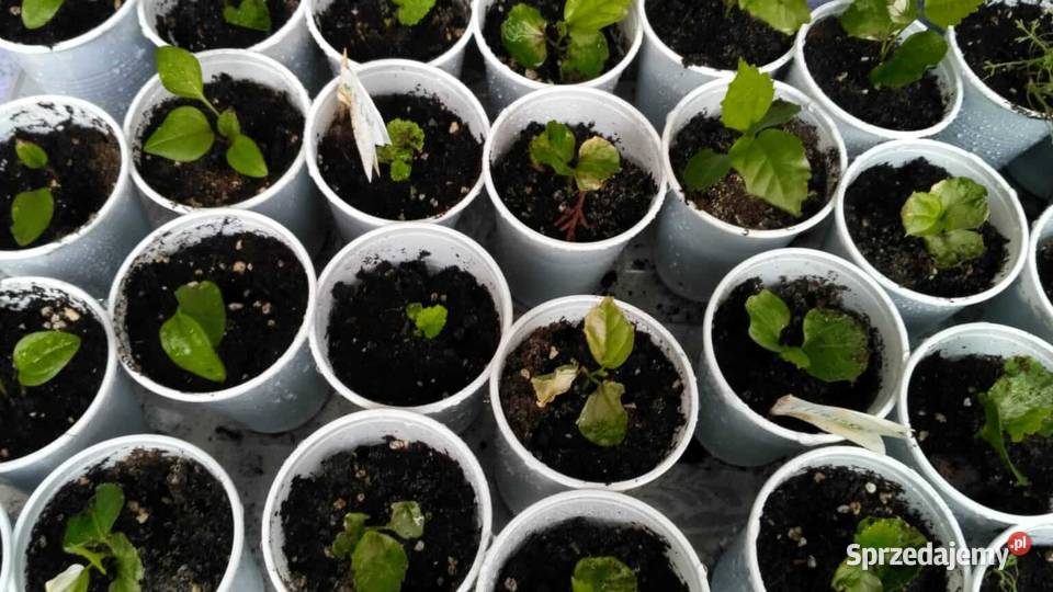 kora sosnowa torf nawóz kompost ziemia Wołomin