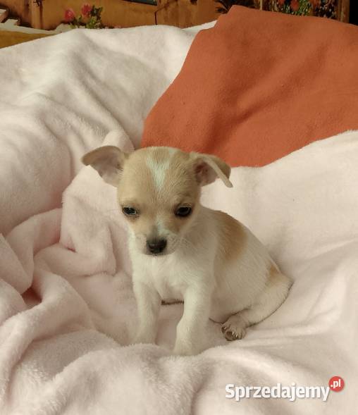 Chihuahua dziewczynka Chihuahua