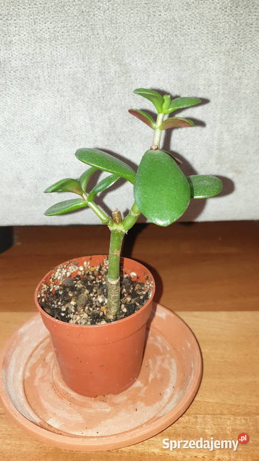 Grubosz crassula roślina rosnąca 1 mazowieckie