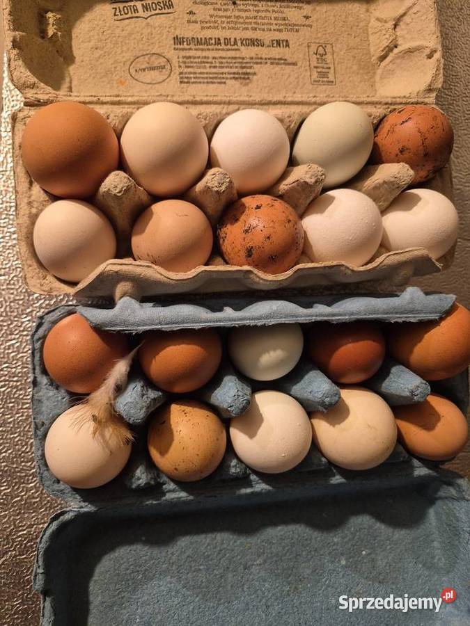 Jajka Wola Filipowska