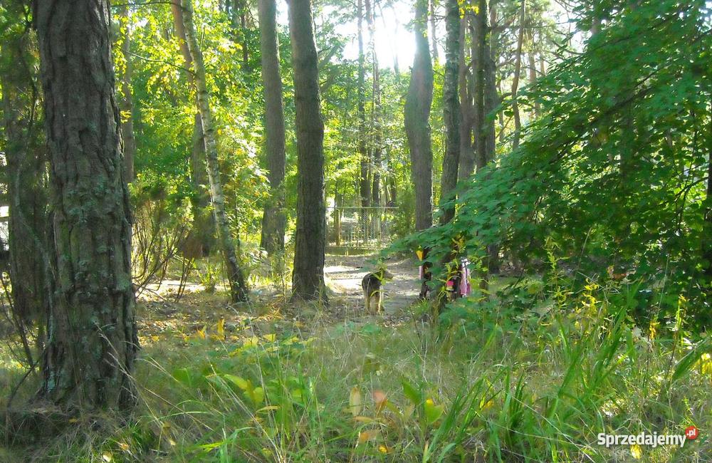 Działka budowlana Kania Polska sprzedam